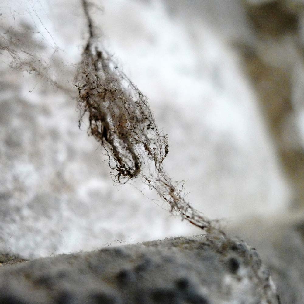 microchartreuse - 4