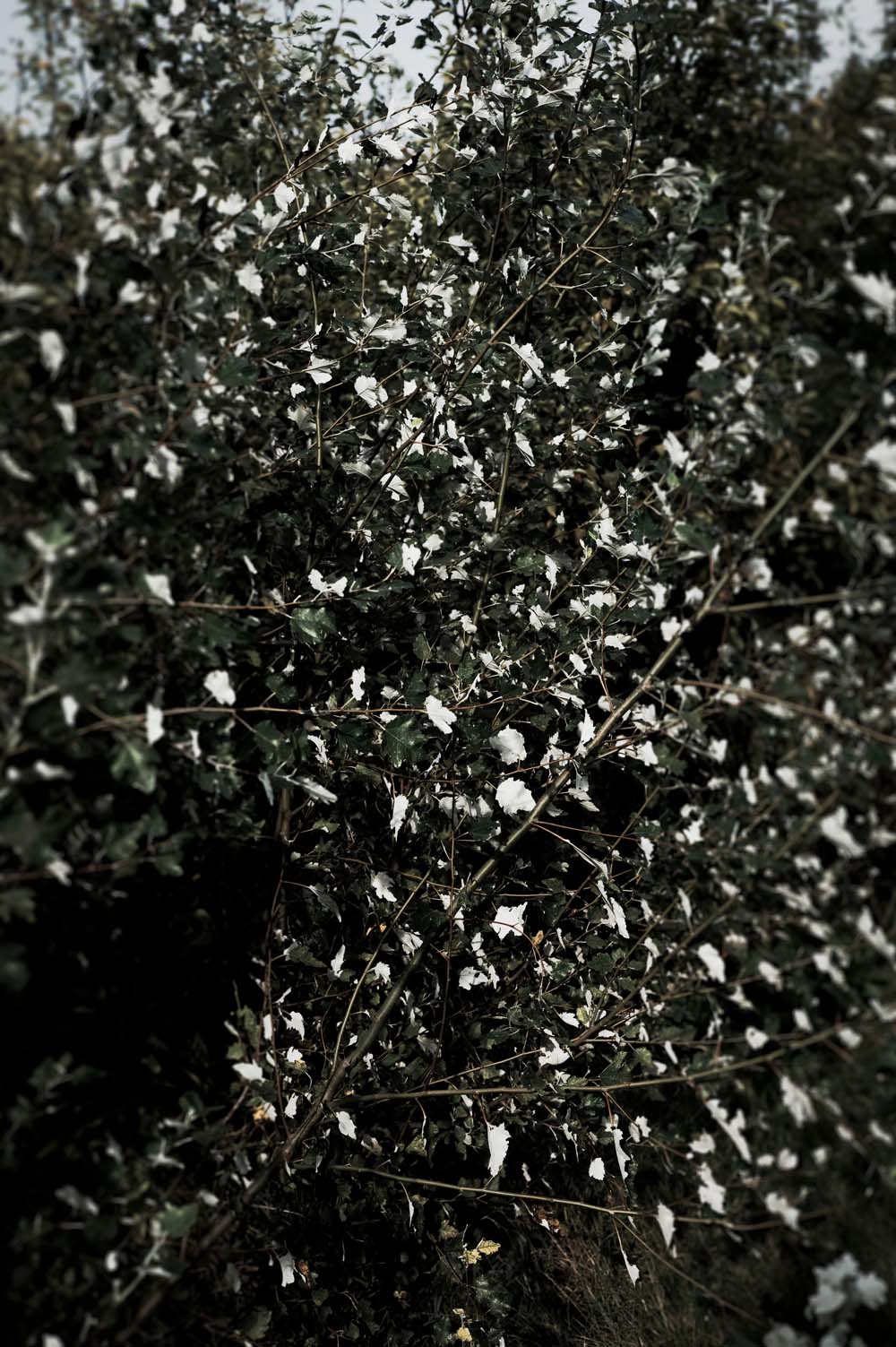 danslaplaine - 15