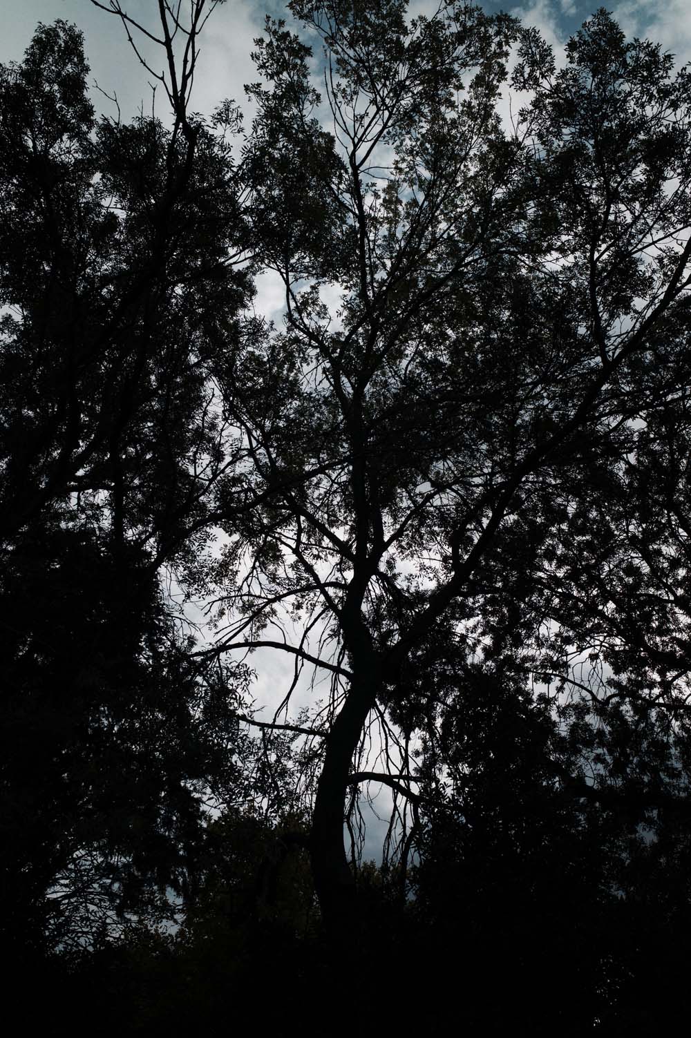 danslaplaine - 49