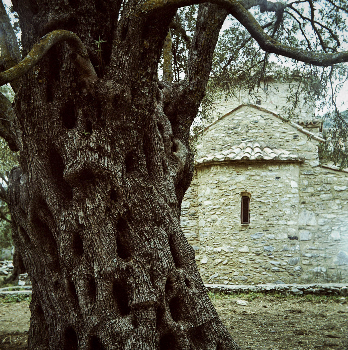 Oliviers de Halki