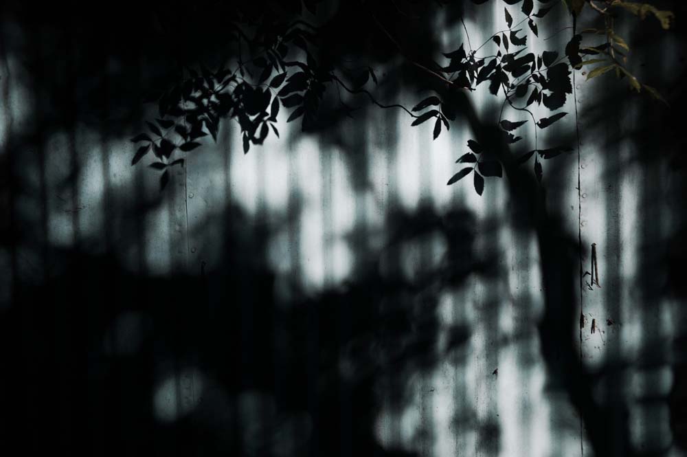 danslaplaine - 41