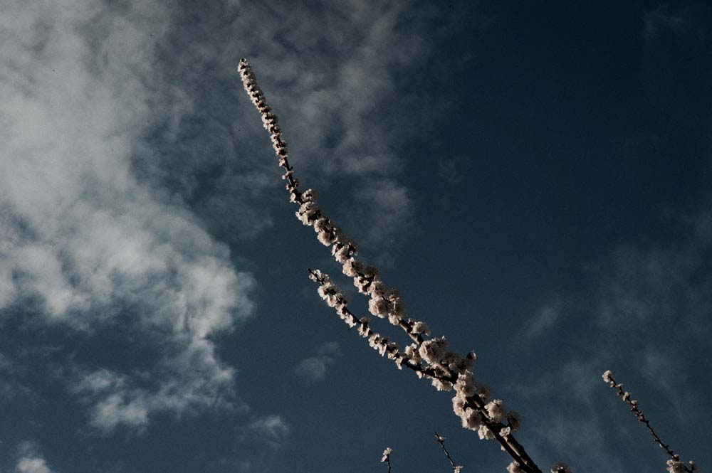 danslaplaine - 55