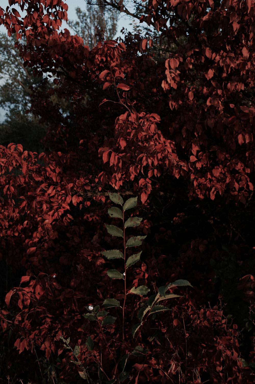 danslaplaine - 69