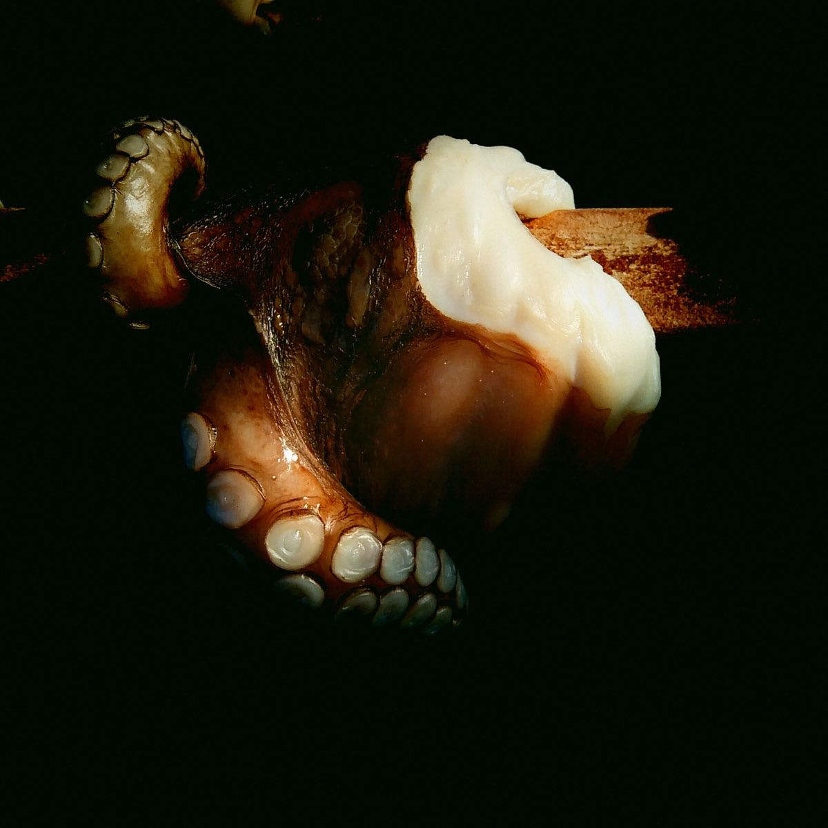 freshfromthephone - 36