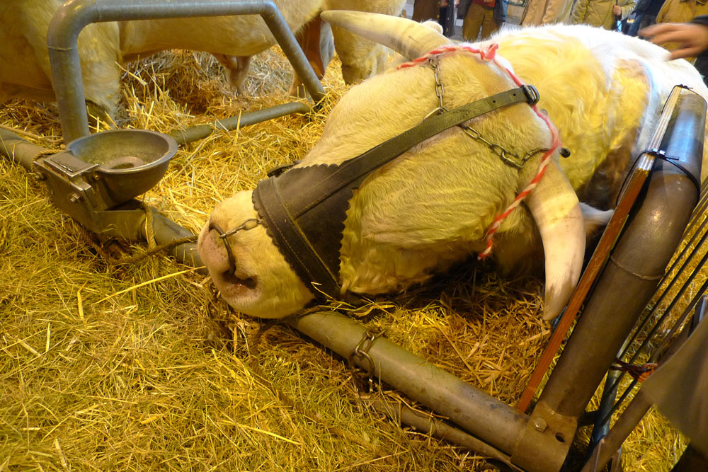 salon agriculture - 052