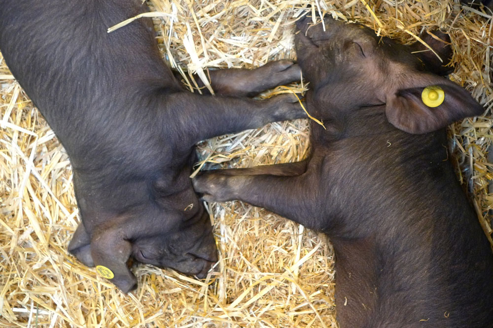 salon agriculture - 095