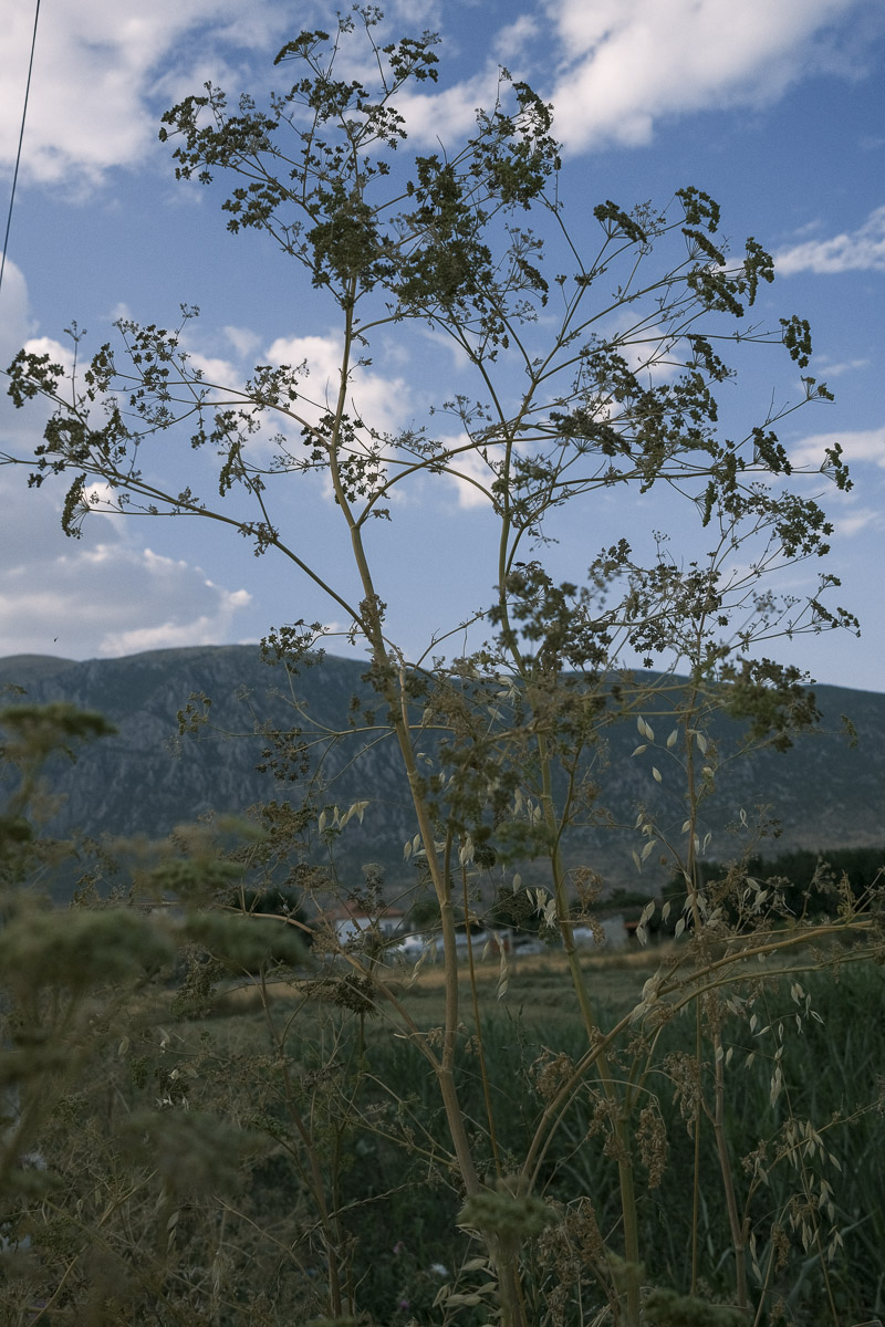 PojanBT-102