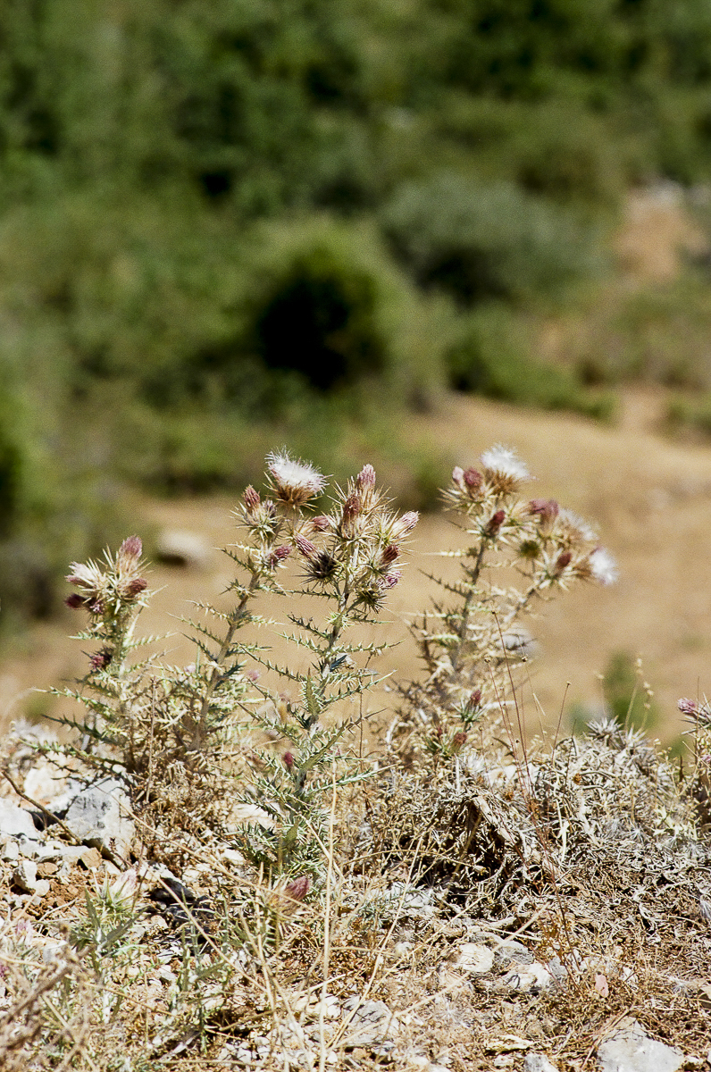 etealbanaisBT-114