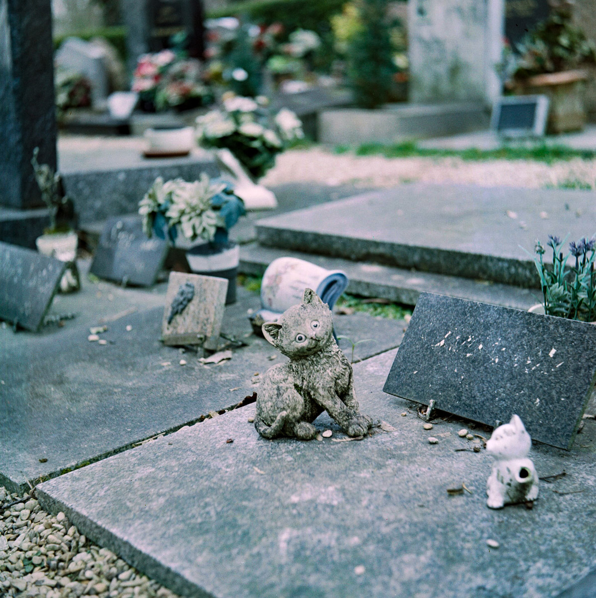 RIPchiensBT-11