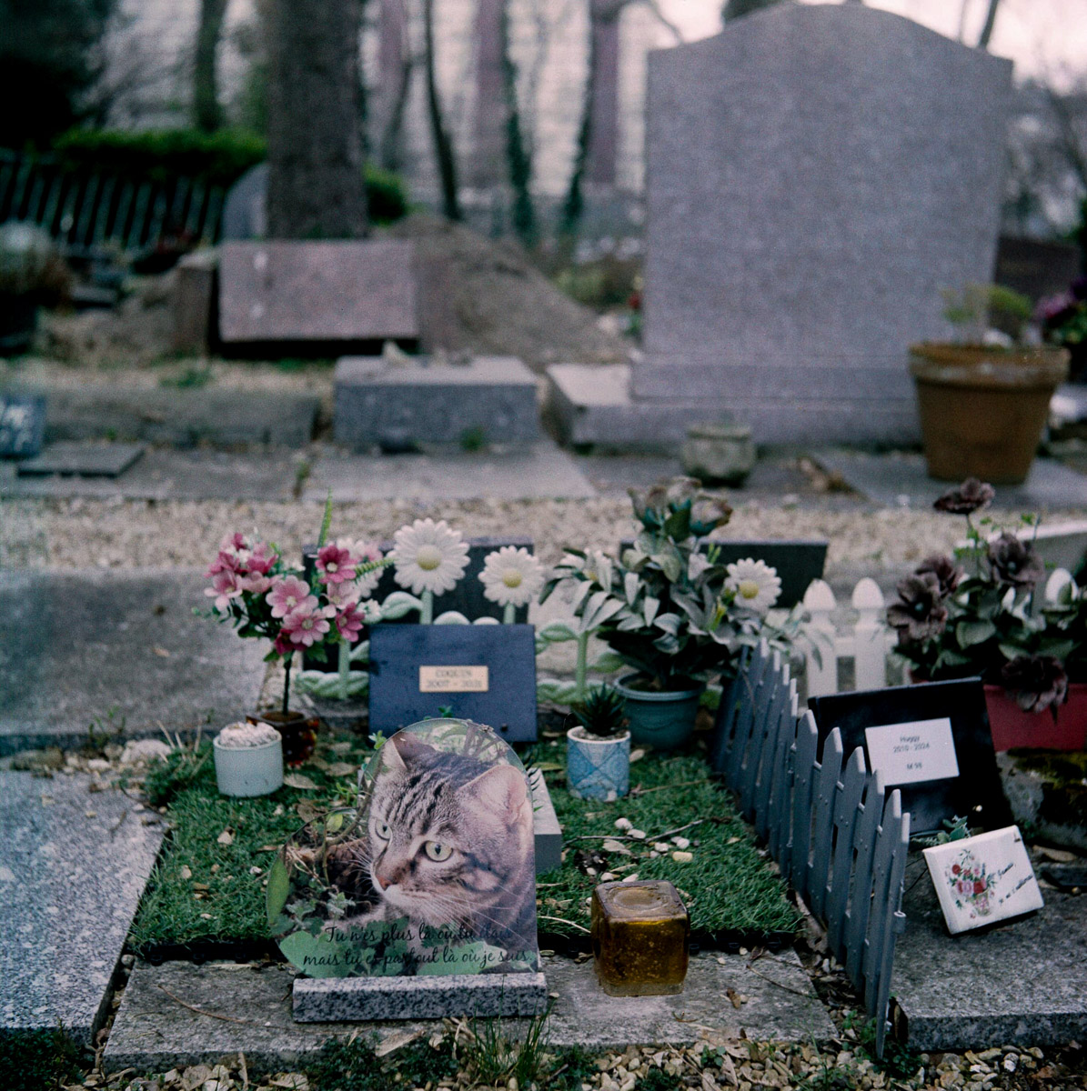 RIPchiensBT-24