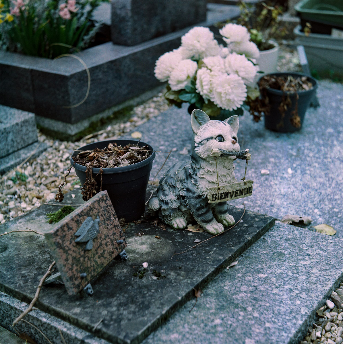 RIPchiensBT-26