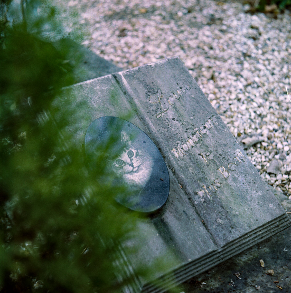 RIPchiensBT-27