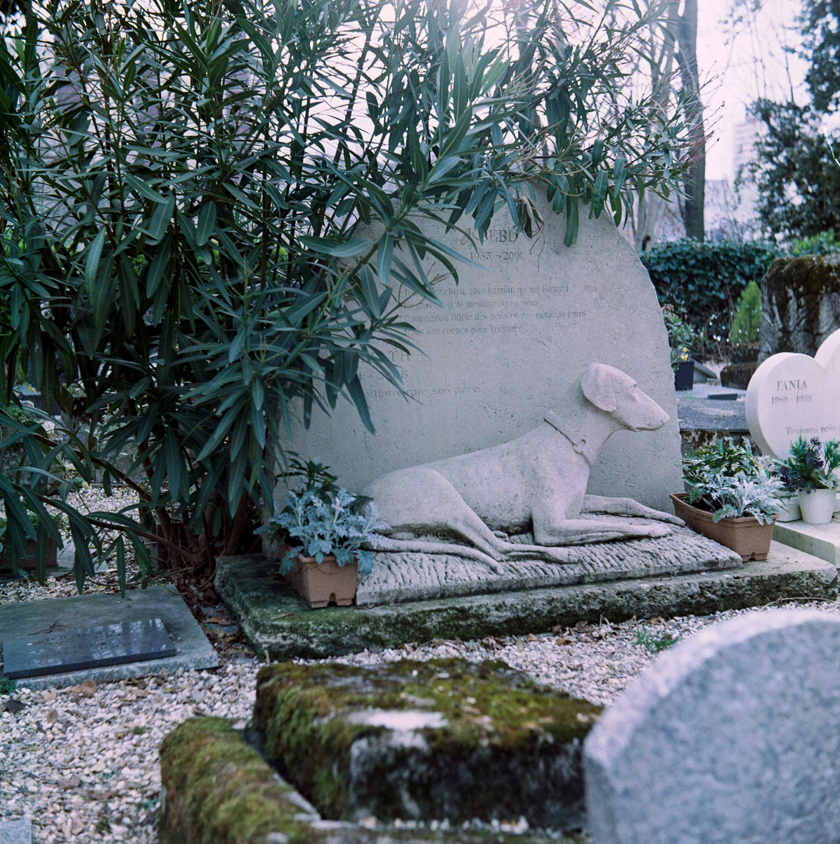 RIPchiensBT-3