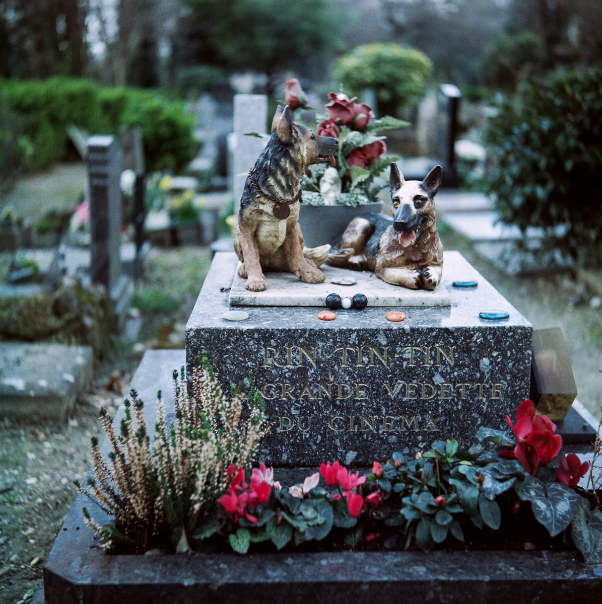 RIPchiensBT-4