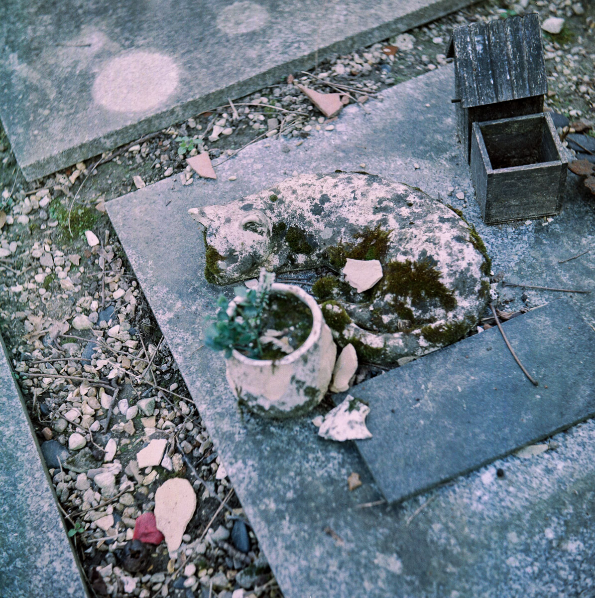 RIPchiensBT-5