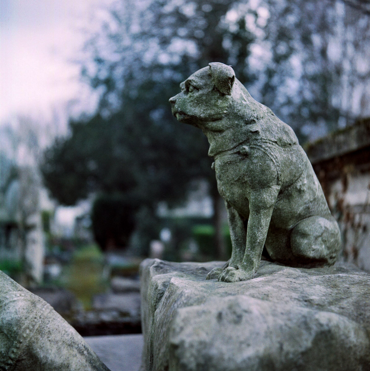 RIPchiensBT-6