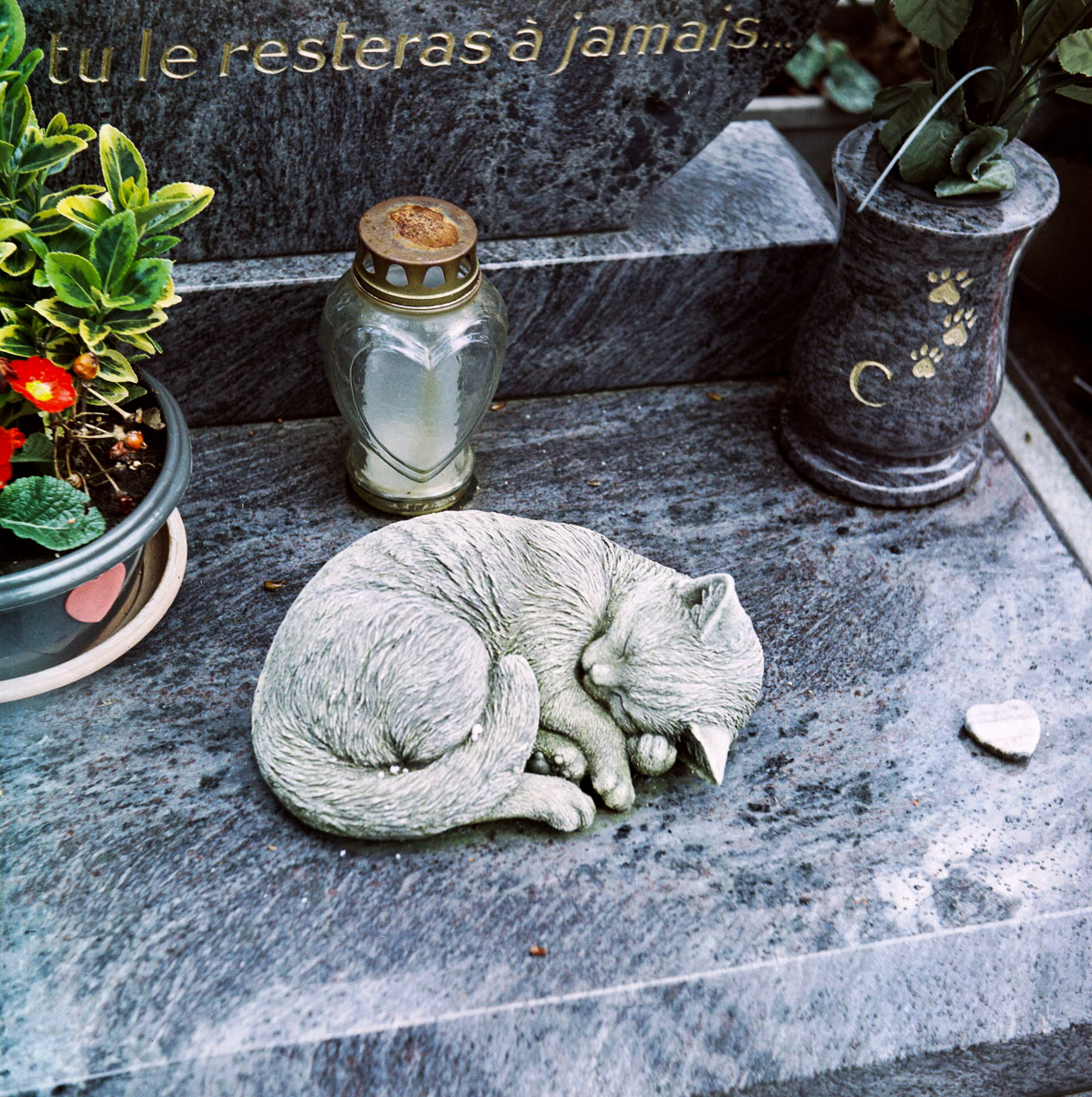 RIPchiensBT-8
