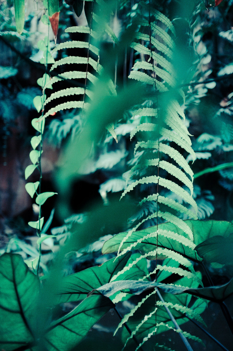 canopée05