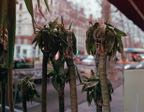 LyonBT-8.jpg