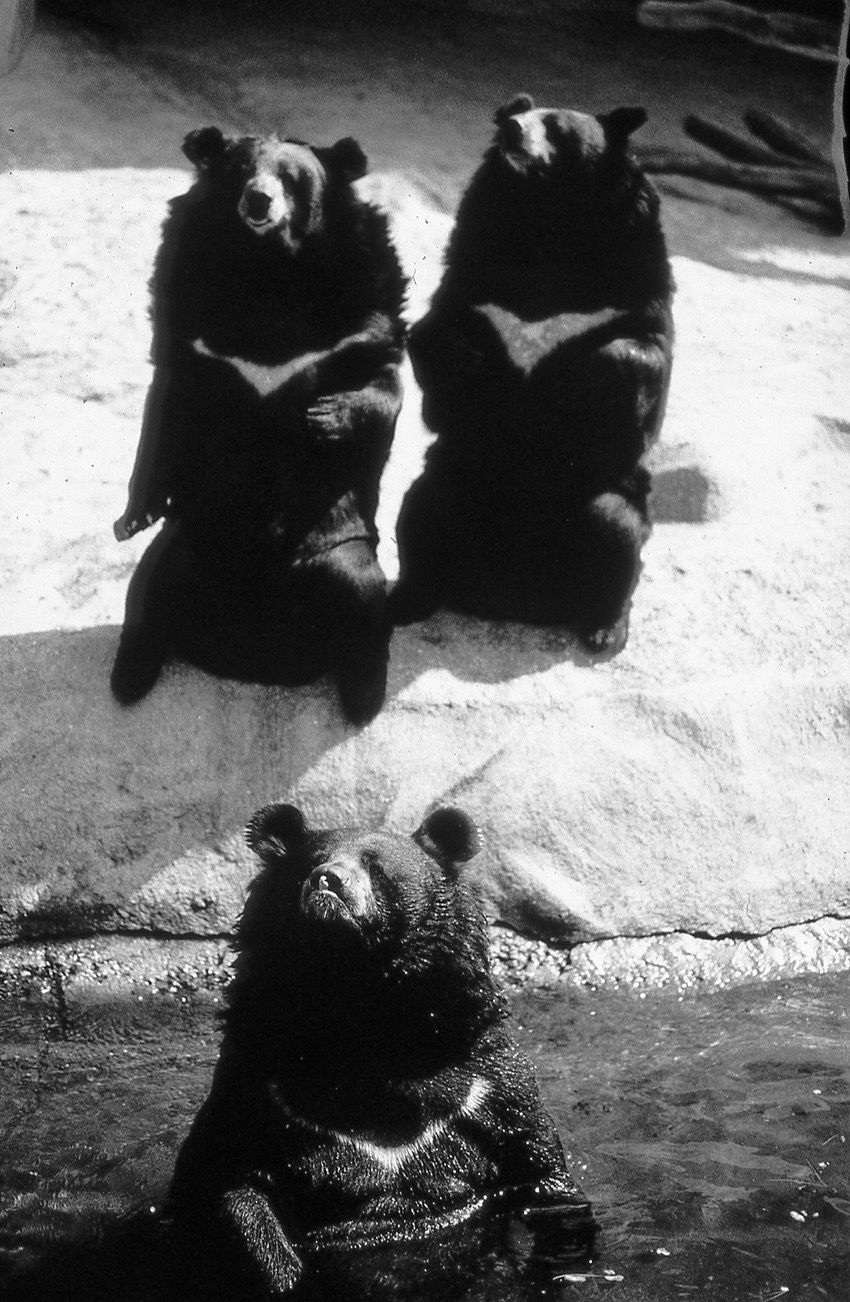 Le zoo oubli&eacute; - vers 1990&nbsp;? - lieu inconnu &hellip; Il y a quelques ann&eacute;es, j'ai photographi&eacute; le tout dernier jour du zoo de Vincennes, &agrave; Paris, avant sa longue fermeture pour travaux de r&eacute;novation. Il n'y avait plus que quelques animaux qui attendaient d'&ecirc;tre relog&eacute;s ailleurs, mais jamais ces pensionnaires n'avaient vu d&eacute;filer autant de monde pour les voir une derni&egrave;re fois. C'&eacute;tait triste et gai en m&ecirc;me temps... Les deux images ci-dessus ont &eacute;t&eacute; prises dans un zoo dont je ne me rappelle ni le lieu, ni la date pr&eacute;cise. Si quelqu'un connait cet endroit, o&ugrave; tr&ocirc;ne une magnifique statue d'un groupe de 3 &eacute;l&eacute;phants, qu'il n'h&eacute;site pas &agrave; me le dire&nbsp;! J'avais r&eacute;alis&eacute; ces images avec du film Polaroid Polapan 35 mm, des diapositives noir et blanc que l'on d&eacute;veloppait dans une dr&ocirc;le de machine peu fiable. Pr&egrave;s d'un quart de si&egrave;cle plus tard, les clich&eacute;s n'ont pas pris une ride, et conservent leurs noirs profonds et leur grain caract&eacute;ristique... Le Docteur Land &eacute;tait un g&eacute;nie.