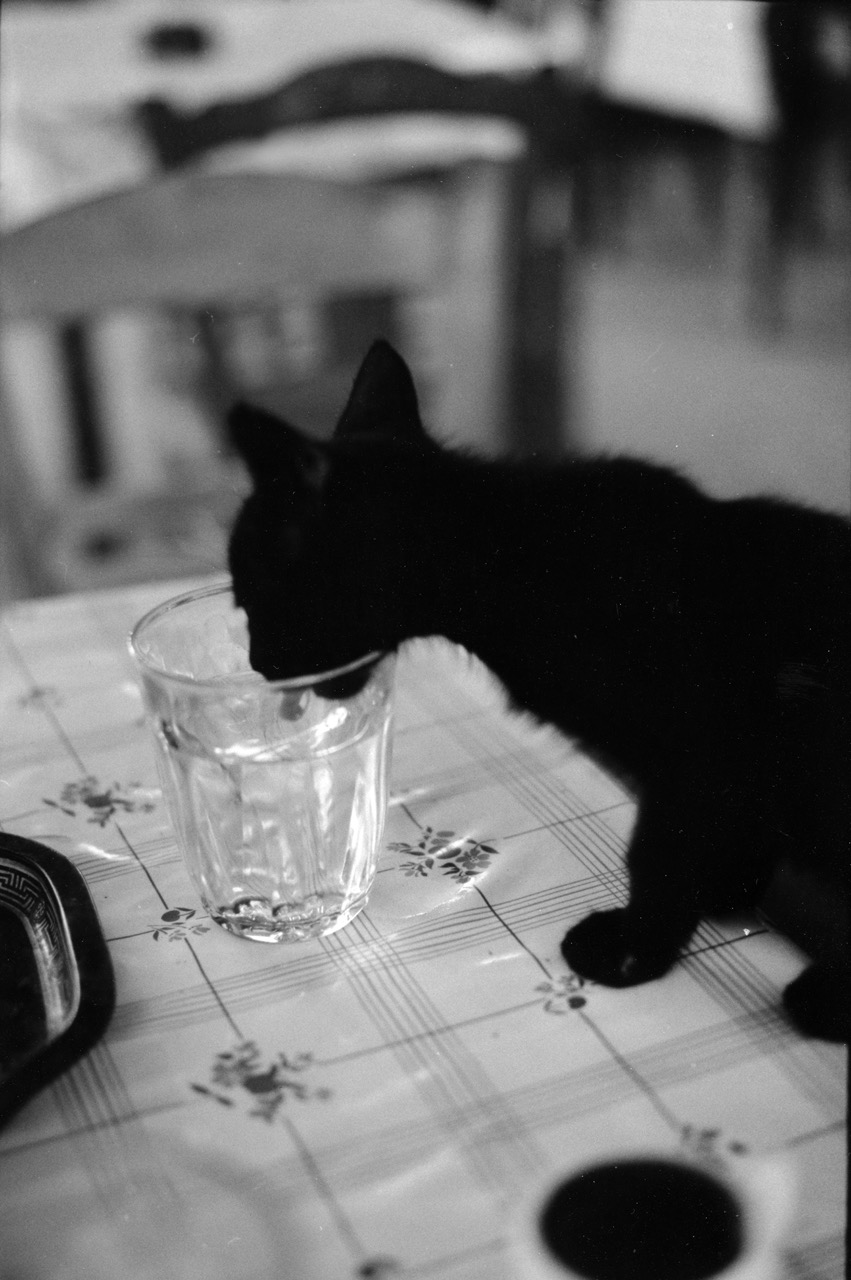 Le Chat de la taverne &ndash; Naxos, Gr&egrave;ce &ndash; &eacute;t&eacute; 1990
Il para&icirc;t que poster des chats sur les r&eacute;seaux sociaux est gage d'audience... J'esp&egrave;re que ce chaton ne fera pas mentir l'information. La Gr&egrave;ce est le pays des chats, personne ne me contredira l&agrave;-dessus. Mais il y a quelques ann&eacute;es encore, c'&eacute;tait loin d'&ecirc;tre le paradis pour les les bestioles poilues. On n'&eacute;tait pas tendre avec eux. Tout f&eacute;lin qui s'invitait immanquablement aux tables des tavernes se voyait gratifi&eacute; au mieux d'un coup de pied... Les choses ont chang&eacute; depuis. Ce chaton, dans son malheur, avait un peu plus de chance. Il lui manquait un &oelig;il, cons&eacute;quence d'une bagarre ou d'un accident de sa jeune existence, mais il avait fait notre connaissance dans la taverne de Angelo et Koula, sur la plage de Prokopios, &agrave; Naxos. Et il nous avait adopt&eacute;. On a pass&eacute; pas mal de temps ensemble, partageant c&acirc;lins, boissons et restes de nourriture. Mais en tout bon chat sauvage et pouilleux, il a quand m&ecirc;me r&eacute;ussi &agrave; refiler &agrave; ma compagne une sale infection due &agrave; ses griffes. On ne lui en a pas voulu pour autant. Qu'est-il devenu ensuite, myst&egrave;re &hellip;