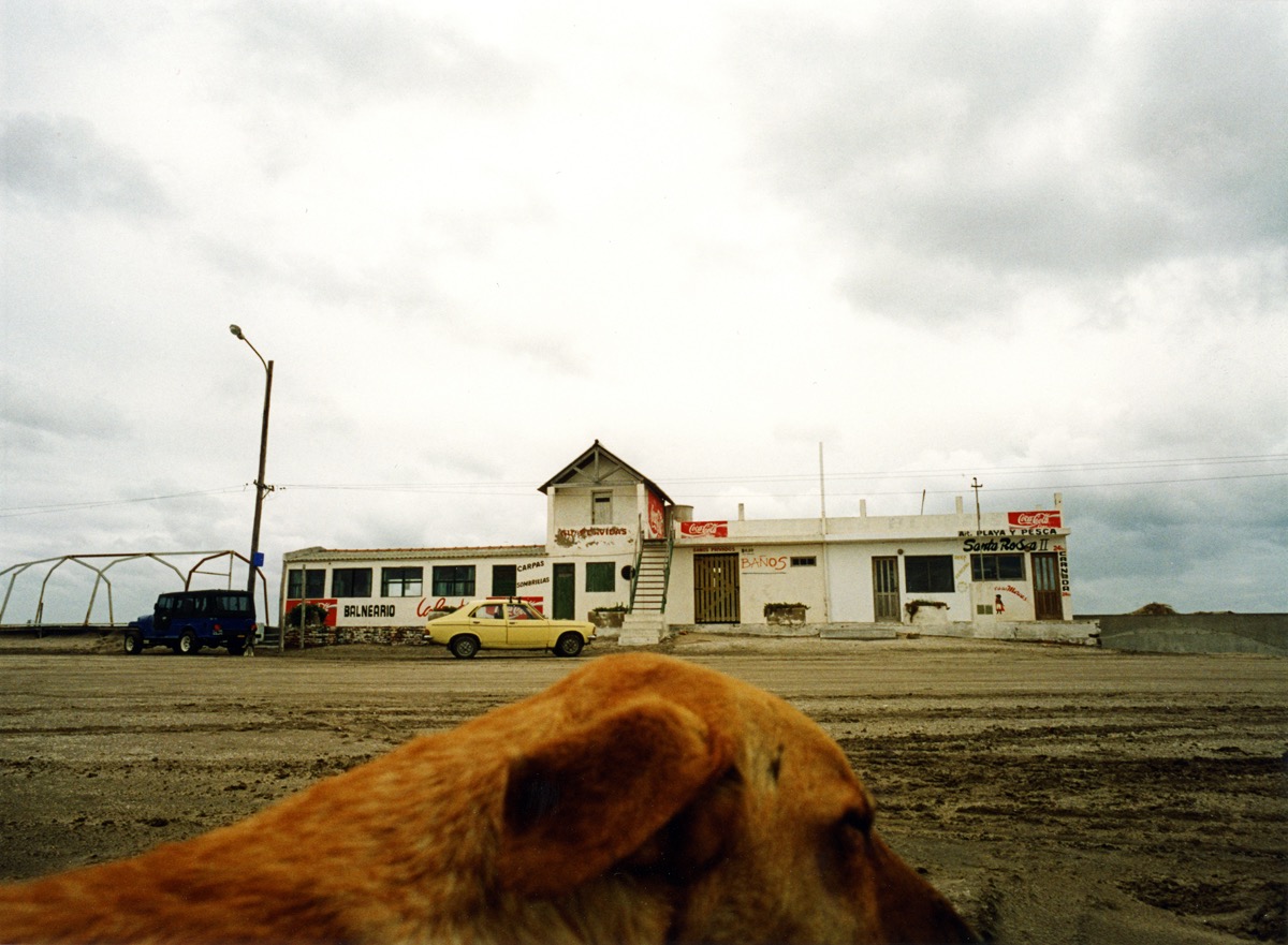 Mon Chien - Mar Chiquita &ndash; Argentine. D&eacute;cembre 1997. En revenant de Patagonie, sur la route de Buenos Aires, j'ai pass&eacute; deux jours &agrave; Mar Chiquita. Lors de mes promenades, j'ai fait connaissance avec un ami chien. Plus tard, il m'a accompagn&eacute; dans mes d&eacute;couvertes de la ville et sur les plages. Nous avons beaucoup march&eacute; ensemble, et le soir, il m'a ramen&eacute; &agrave; mon h&ocirc;tel. Le lendemain, il m'attendait encore &agrave; la porte... J'ai eu un ami chien &agrave; Mar Chiquita, &agrave; l'autre bout du monde. Je me demande s'il me voit et m'attend, l&agrave; haut, maintenant.
