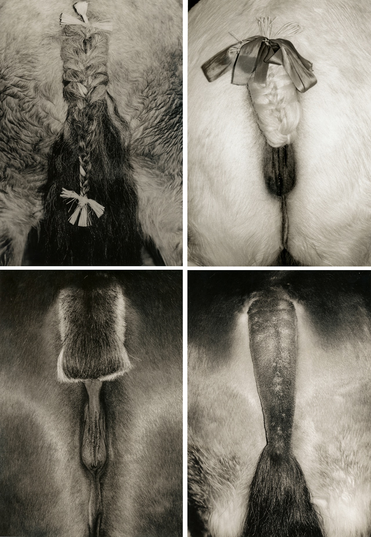 Des queues et des culs &ndash; Paris, France, Salon de l'Agriculture et Salon du Cheval &ndash; Hiver 1997-1998
Non, le titre n'est pas mensonger. Ce sont bien des photos de queues et de culs &hellip; de chevaux. J'ai toujours eu un faible pour le Salon de l'Agriculture, et je m'y rends encore de temps en temps. A l'&eacute;poque, j'avais tir&eacute; le portrait &ndash; si l'on peut dire &ndash; de chevaux de traits pr&eacute;par&eacute;s pour les podiums du Salon. Peign&eacute;es, bross&eacute;es, permanent&eacute;es, ces grosses b&ecirc;tes de 800 kilos &agrave; une tonne et demie (!) sont de vraies stars. Un d&eacute;tail m'avait particuli&egrave;rement frapp&eacute;&nbsp;: le soin apport&eacute; &agrave; tresser la queue de l'animal. Un vrai travail d'artiste. Les visiteurs me regardaient parfois d'un &oelig;il bizarre quand je collais mon objectif litt&eacute;ralement au cul des bestiaux. Plus tard, cette s&eacute;rie m'a valu un petit succ&egrave;s en parution. Il n'y a pas &agrave; dire, le cul, &ccedil;a fait vendre.