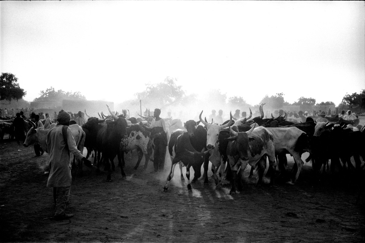 Gorom-Gorom, Burkina Faso, octobre 1998. Premier s&eacute;jour au Burkina, avant d'y retourner quelques ann&eacute;es plus tard pour suivre le Tour Cycliste du Faso. Avec notre chauffeur Alphonse, on pousse jusqu'&agrave; Gorom, &agrave; l'extr&ecirc;me nord du pays, aux portes du Sahel. C'est jour de march&eacute; aux animaux, bovid&eacute;s, &eacute;quid&eacute;s, oiseaux... et chameaux. Rendez-vous des Touaregs aussi, venus pour parader et faire des affaires. Rolex et Kalachnikov en bandouli&egrave;re. On ne plaisante pas avec eux, m&ecirc;me s'ils insistent pour acheter ma compagne contre quelques chameaux. Alphonse fera le m&eacute;diateur pour que tout retourne &agrave; la normale. Gorom, c'est mythique. Mais qui y met les pieds sans risque aujourd'hui&nbsp;? 
