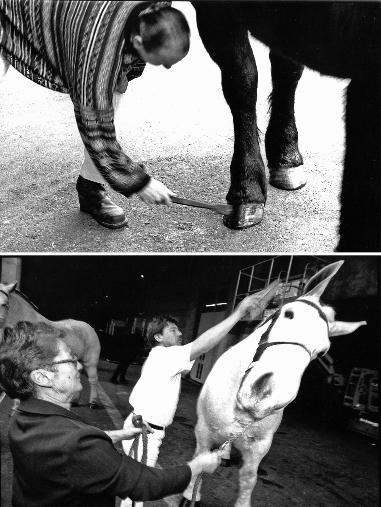 Tresses et stress &ndash; Salon de l'Agriculture, Paris &ndash; F&eacute;vrier 2000

A l'&eacute;cart de leurs copines les vaches, bien plus m&eacute;diatiques, les chevaux de trait et leurs ma&icirc;tres tiennent leur Salon de l'Agriculture. Ardennais, Auxois, Boulonnais, Comtois... ils sont les derniers repr&eacute;sentants de races en voie de disparition. Pendant 10 jours, 24 heures su 24, hommes et b&ecirc;tes vivent dans un rythme effr&eacute;n&eacute; et immuable, dans le bruit, la poussi&egrave;re et la fr&eacute;n&eacute;sie des visiteurs. Durant l'hiver 2000, j'ai partag&eacute; durant quelques jours et quelques nuits le quotidien de ces chevaux et de leurs &eacute;leveurs. J'en ai un souvenir de grande amiti&eacute;, de rude labeur, et de beaucoup d'alcool ...
