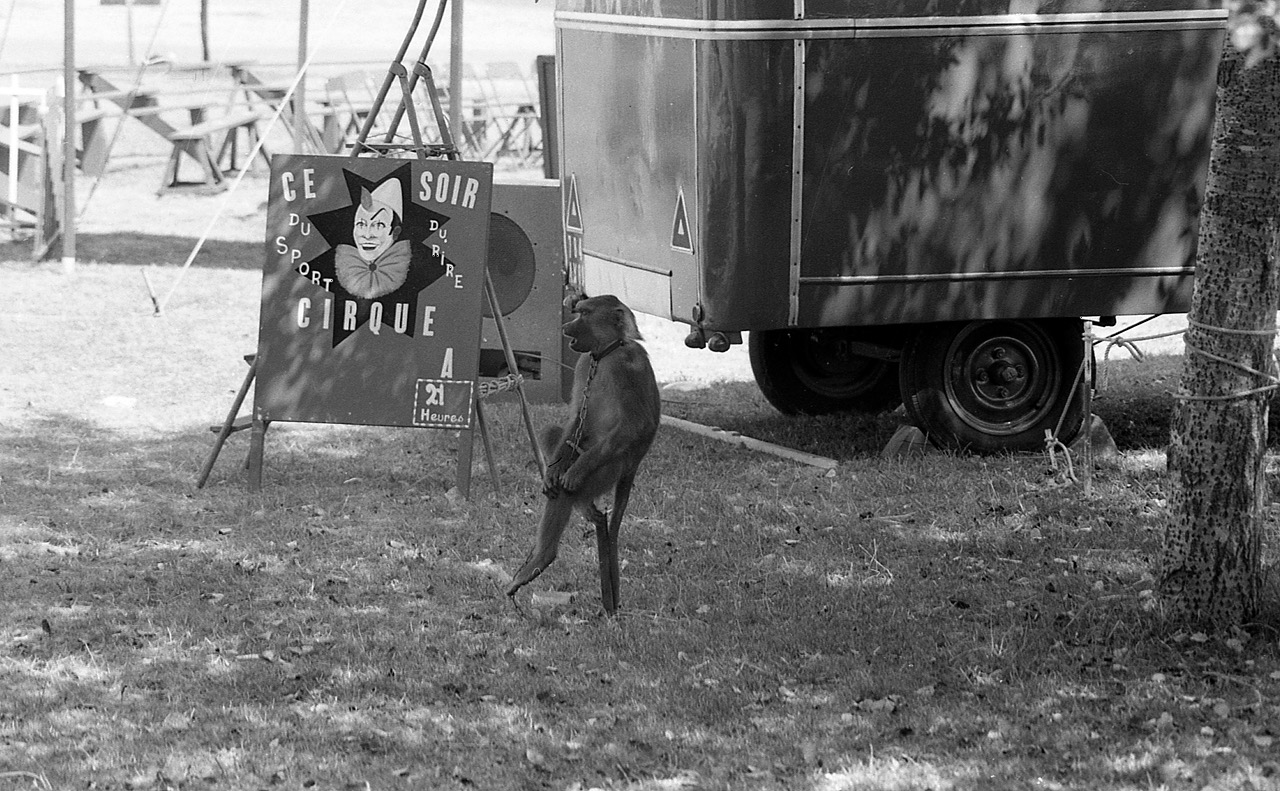 Le petit singe &ndash; Talmont sur Gironde &ndash; &eacute;t&eacute; 1974
L'&eacute;t&eacute; est presque fini, voil&agrave; donc une derni&egrave;re image du village de mes vacances de jeunesse. Tous les &eacute;t&eacute;s, vers la mi-ao&ucirc;t, un cirque venait s'installer sur la place, au pied des murailles. C'&eacute;tait un petit cirque &laquo; &agrave; l'ancienne &raquo;, avec ses clowns tristes, ses num&eacute;ros de cirque approximatifs, et ses quelques animaux soit-disant savants. Mais pas un gamin du village ne voulait manquer le spectacle, m&ecirc;me si c'&eacute;tait le m&ecirc;me depuis des ann&eacute;es... Avec mon Ifbaflex (!) de l'&eacute;poque, j'avais immortalis&eacute; ce petit singe, qui s'ennuyait ferme en attendant d'entrer en piste. J'ai toujours une tendresse particuli&egrave;re pour cette image, elle raconte bien ces moments en marge. 
