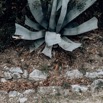 ViaRomana-533.jpg